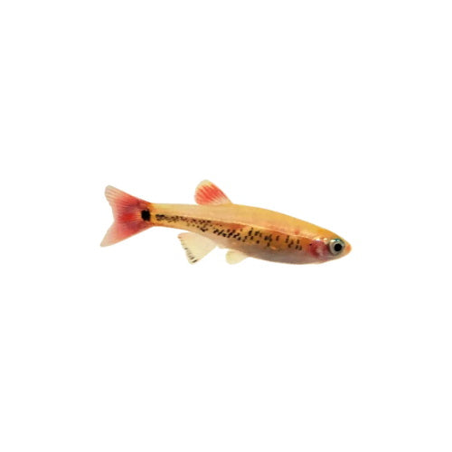 WHITE CLOUD MINNOWS - FISH HUT AQUA AND PET SUPPLIES