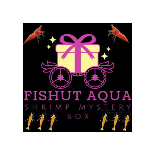 SHRIMP MYSTERY BOX - FISH HUT AQUA AND PET SUPPLIES