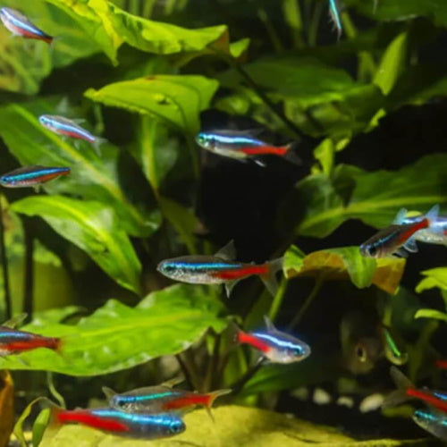 NEON TETRAS - FISH HUT AQUA AND PET SUPPLIES