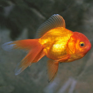 GOLDFISH - ORANDA - FISH HUT AQUA AND PET SUPPLIES