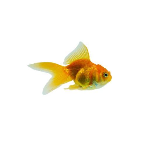 GOLDFISH - ORANDA - FISH HUT AQUA AND PET SUPPLIES