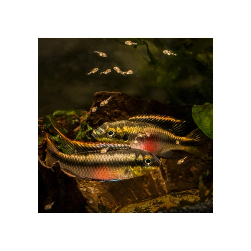 RAINBOW KRIBENSIS CICHLIDS - FISH HUT AQUA AND PET SUPPLIES