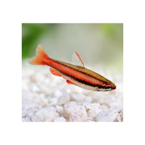 PENCIL FISH - RED - FISH HUT AQUA AND PET SUPPLIES