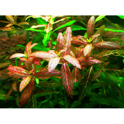 Hygrophila Rosanervis - Pink Poly - FISH HUT AQUA AND PET SUPPLIES