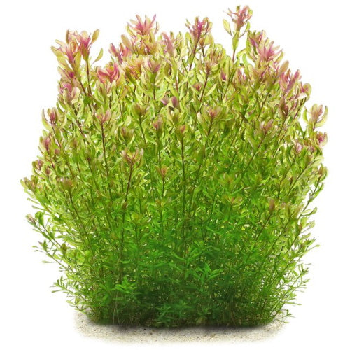 Rotala Sp. Green - FISH HUT AQUA AND PET SUPPLIES