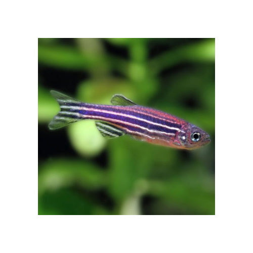 Zebra Danios - FISH HUT AQUA AND PET SUPPLIES