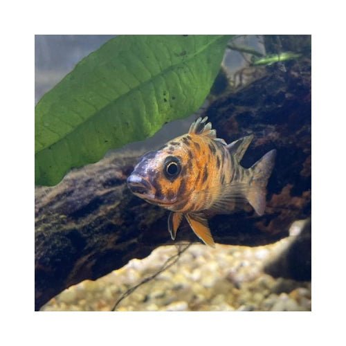 African Cichlids - Peacocks - FISH HUT AQUA AND PET SUPPLIES - #location# Main image