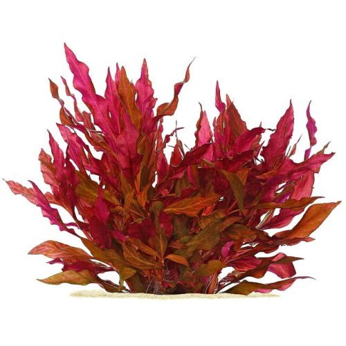 Alternanthera Reineckii Mini - AR Mini TC - FISH HUT AQUA AND PET SUPPLIES - #location# Main image