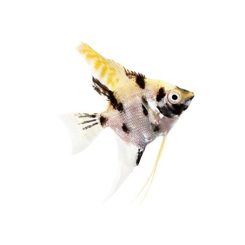 Angelfish - Assorted - FISH HUT AQUA AND PET SUPPLIES - #location# Main image