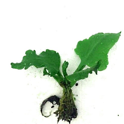 Antler Fern - Ceratopteris Pteridoides - FISH HUT AQUA AND PET SUPPLIES - #location# Main image