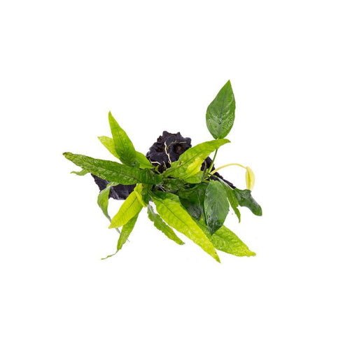 Anubias and Java Fern On Driftwood S - FISH HUT AQUA AND PET SUPPLIES - #location# Main image