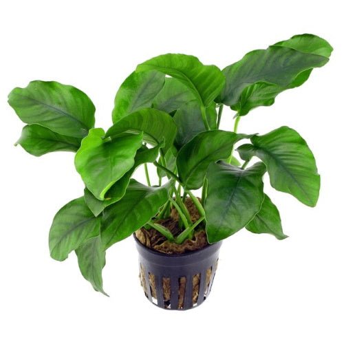 Anubias Barteri Large - FISH HUT AQUA AND PET SUPPLIES - #location# Main image