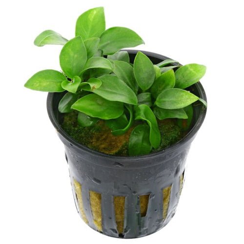 Anubias Nana 'Bonsai' - FISH HUT AQUA AND PET SUPPLIES - #location# Main image