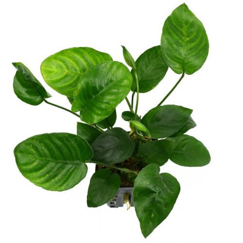 Anubias Nana - FISH HUT AQUA AND PET SUPPLIES - #location# Main image