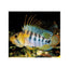 Apisto Baenschi - FISH HUT AQUA AND PET SUPPLIES - #location#