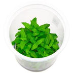 Aquarium Plants Mystery Box - FISH HUT AQUA AND PET SUPPLIES - #location#