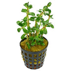 Aquarium Plants Mystery Box - FISH HUT AQUA AND PET SUPPLIES - #location#