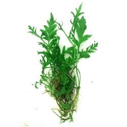 Aquarium Plants Mystery Box - FISH HUT AQUA AND PET SUPPLIES - #location#