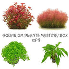 Aquarium Plants Mystery Box - FISH HUT AQUA AND PET SUPPLIES - #location#