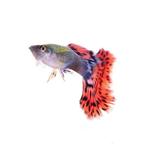 Assorted Cobra Guppy - Male - FISH HUT AQUA AND PET SUPPLIES - #location#