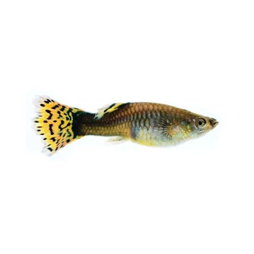 Assorted Female Guppies - FISH HUT AQUA AND PET SUPPLIES - #location#