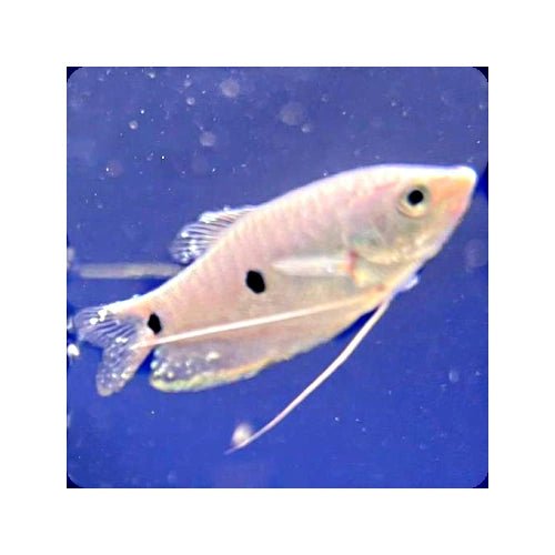 ASSORTED GOURAMI - FISH HUT AQUA AND PET SUPPLIES - #location#