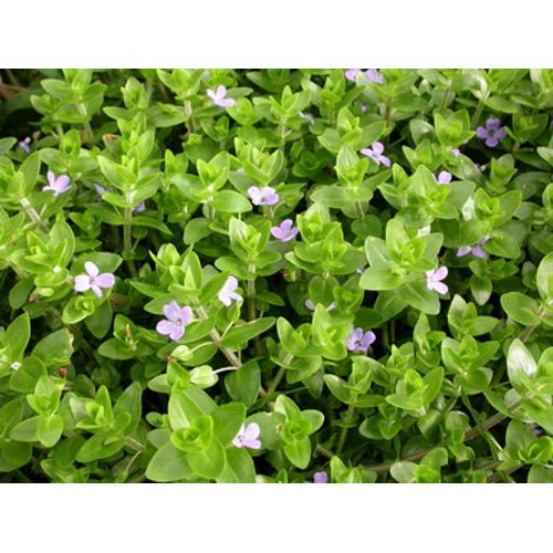 BACOPA SP JAPAN - BUNCH - FISH HUT AQUA AND PET SUPPLIES - #location# Main image