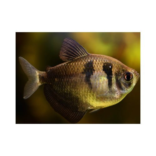 Black Widow Tetra (Buy 5 Get 1 Free)