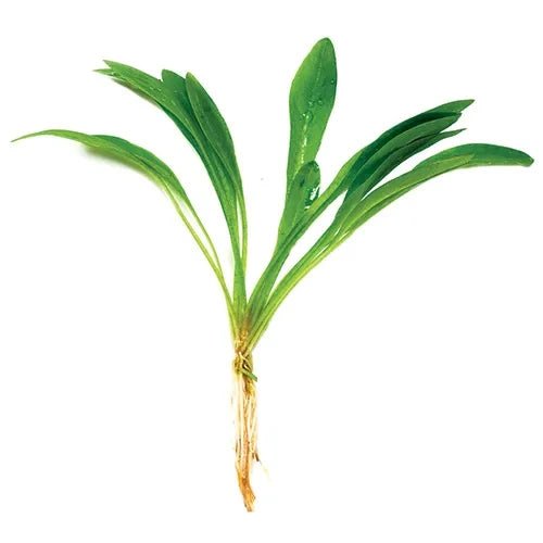 CHAIN SWORD - Tissue Culture - FISH HUT AQUA AND PET SUPPLIES - #location# Main image