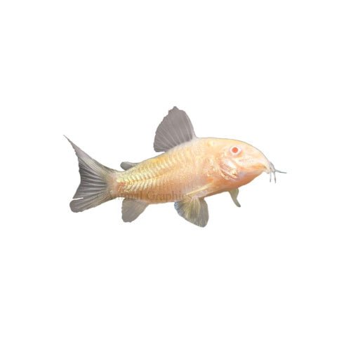 CORYDORAS – ALBINO - FISH HUT AQUA AND PET SUPPLIES - #location#