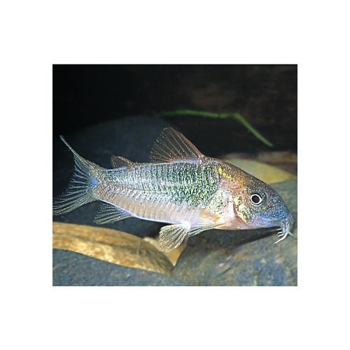 CORYDORAS – BRONZE - FISH HUT AQUA AND PET SUPPLIES - #location#