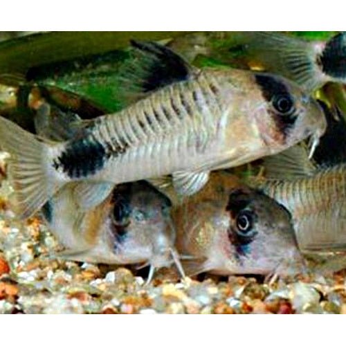 CORYDORAS - PANDA - FISH HUT AQUA AND PET SUPPLIES - #location#