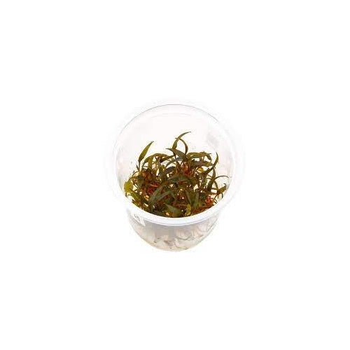 Cryptocoryne Axelrodi - Tissue Culture - FISH HUT AQUA AND PET SUPPLIES - #location#