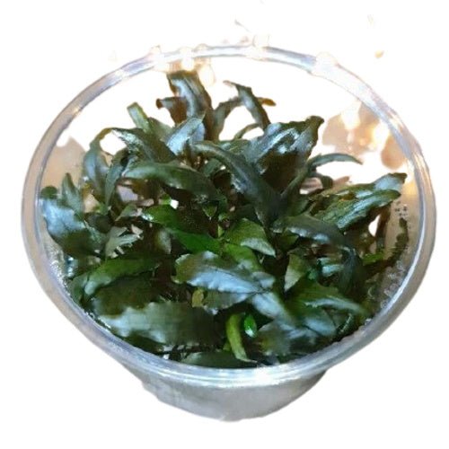 CRYPTOCORYNE WENDTII BROWN - FISH HUT AQUA AND PET SUPPLIES - #location#