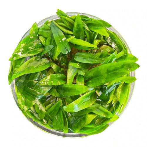 Cryptocoryne Wendtii Green - FISH HUT AQUA AND PET SUPPLIES - #location#