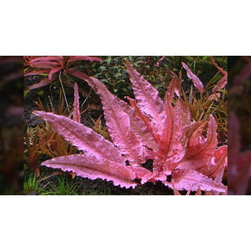 CRYPTOCORYNE WENDTII (PINK FLAMINGO) - FISH HUT AQUA AND PET SUPPLIES - #location#