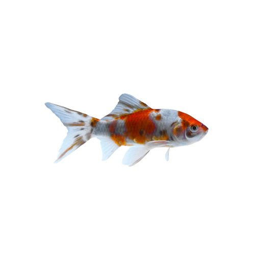 GOLDFISH - COMETS - FISH HUT AQUA AND PET SUPPLIES - #location#