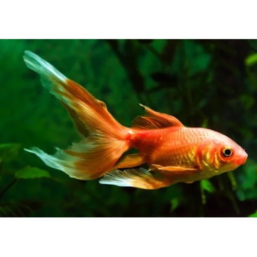 GOLDFISH - COMETS - FISH HUT AQUA AND PET SUPPLIES - #location#