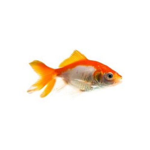 GOLDFISH - FANTAIL - FISH HUT AQUA AND PET SUPPLIES - #location#