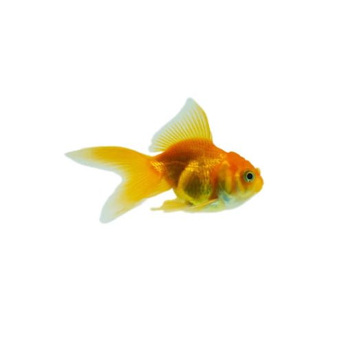 GOLDFISH - ORANDA - FISH HUT AQUA AND PET SUPPLIES - #location#