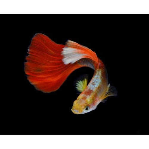 GUPPY - ASSORTED - FISH HUT AQUA AND PET SUPPLIES - #location#