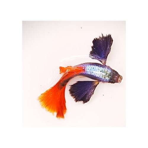 GUPPY - DUMBO RED TAIL BREEDING PAIR - FISH HUT AQUA AND PET SUPPLIES - #location#