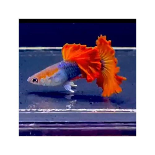 HB RED ROSE GUPPY BREEDING PAIR - FISH HUT AQUA AND PET SUPPLIES - #location#