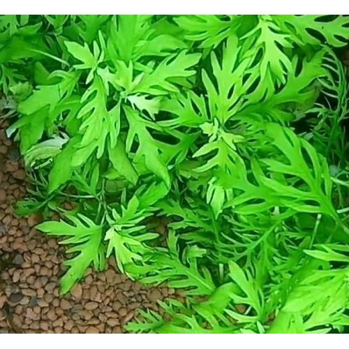 Hygrophila Difformis - Wisteria - FISH HUT AQUA AND PET SUPPLIES - #location# Main image