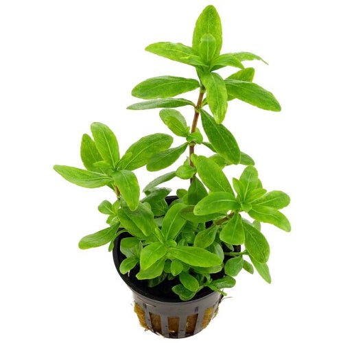 HYGROPHILA POLYSPERMA - FISH HUT AQUA AND PET SUPPLIES - #location# Main image