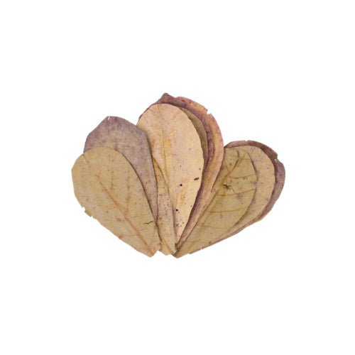 Indian Almond Leaf (Katappa Leaf) - FISH HUT AQUA AND PET SUPPLIES - #location#