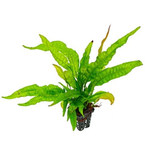 JAVA FERN - FISH HUT AQUA AND PET SUPPLIES - #location# Main image