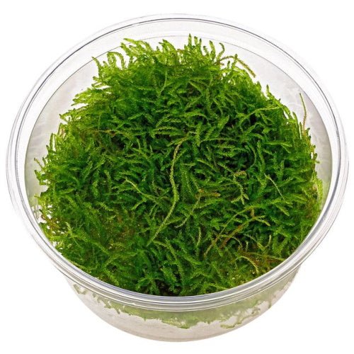 Java Moss - FISH HUT AQUA AND PET SUPPLIES - #location# Main image