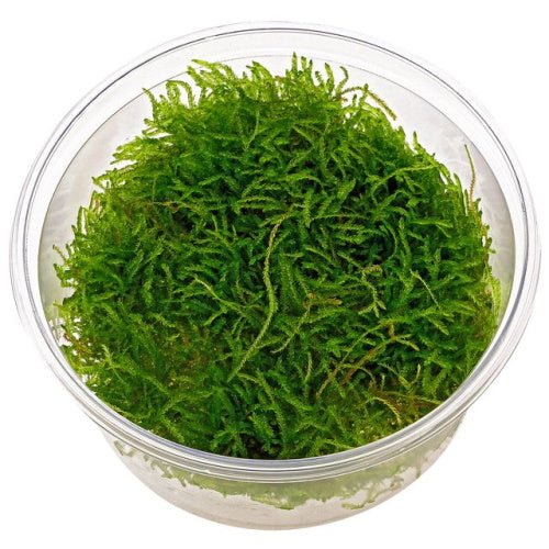 Java Moss - FISH HUT AQUA AND PET SUPPLIES - #location#