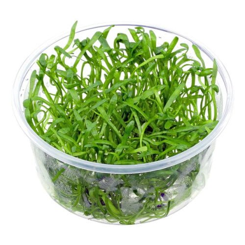 LILAEOPSIS - FISH HUT AQUA AND PET SUPPLIES - #location# Main image